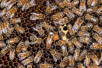 Image showing Queen bee surrounded by her workers