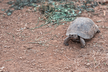 Image showing Turtle on the land