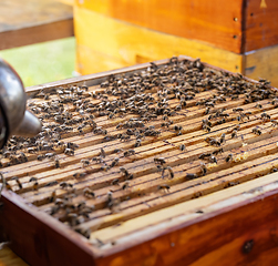 Image showing Cropped photo of bee smoker