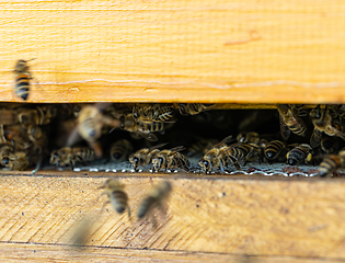 Image showing Close up of flying bees.