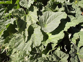 Image showing Rhubarb