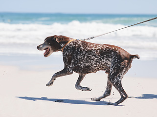 Image showing Beach, walking and dog on leash by ocean for freedom, adventure and fresh air in nature. Happy pet, healthy animal and excited canine pointer by sea for exercise, wellness and energy in summer