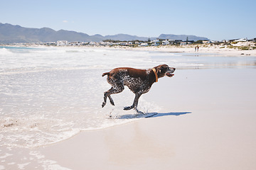 Image showing Dog, animal and running outdoor at the beach in summer for fun, freedom and vacation. A pet playing in water at sea on holiday with health, wellness and energy for exercise or walk in nature