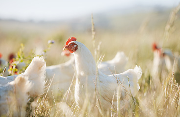 Image showing Agriculture, sustainability and food with chicken on farm for nature, eggs production and livestock. Nutrition, poultry and health with animals in countryside field for free range and meat industry