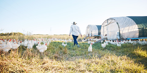 Image showing Walking, farm or farmer farming chicken on field harvesting poultry livestock in small business. Dairy production, back or person with animal, hen or rooster for sustainability or growth development