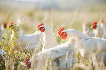 Image showing Agriculture, nature and food with chicken on farm for sustainability, eggs production and livestock. Nutrition, poultry and health with animals in countryside field for free range and meat industry