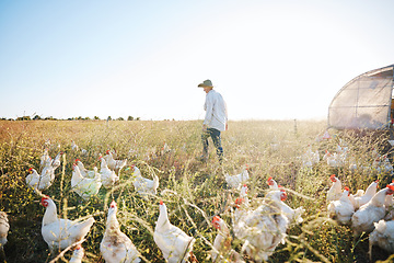 Image showing Walking, nature or farmer farming chicken on grass field harvesting poultry livestock in small business. Dairy production or person with animal, hen or rooster for sustainability or agro development