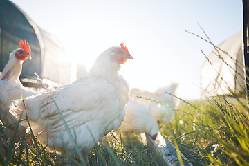 Image showing Agriculture, nature and sustainability with chicken on farm for food, eggs production and livestock. Nutrition, poultry and health with animals in countryside field for free range and meat industry