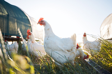 Image showing Agriculture, nature and health with chicken on farm for sustainability, eggs production and livestock. Nutrition, poultry and food with animals in countryside field for free range and meat industry