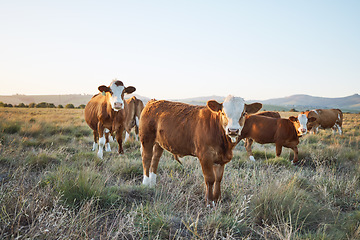 Image showing Sustainable, live stock and cows on a farm in the countryside for eco friendly environment. Agriculture, animals and herd of cattle for meat or dairy or beef trade production industry in grass field.