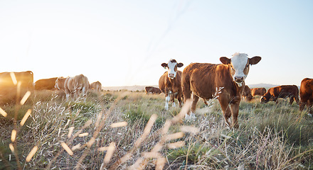 Image showing Agriculture, live stock and cows on a farm in the countryside for eco friendly environment. Sustainable, animals and herd of cattle for meat or dairy or beef trade production industry in grass field.