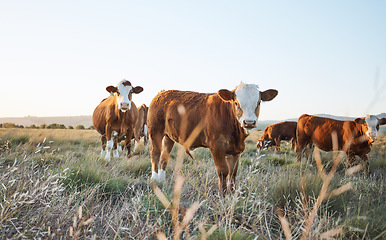 Image showing Agriculture, nature and cows on a farm in countryside for eco friendly sustainable environment. Livestock, animals and herd of cattle for meat, dairy or beef trade production industry in grass field.