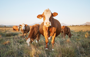 Image showing Nature, livestock and cows on a farm in countryside for eco friendly agriculture environment. Sustainable, animals and herd of cattle for meat, dairy or beef trade production industry in grass field.