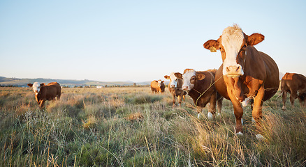 Image showing Livestock, sustainable and herd of cattle on a farm in the countryside for eco friendly environment. Agriculture, animals and cows for meat, dairy or beef trade production industry in a grass field.