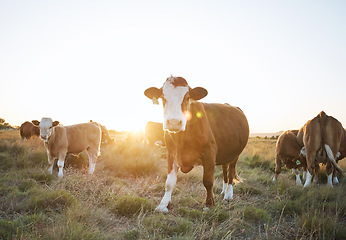 Image showing Sustainability, livestock and cattle on a farm in the countryside for eco friendly environment. Agriculture, animals and herd of cows for meat, dairy or beef trade production industry in grass field.