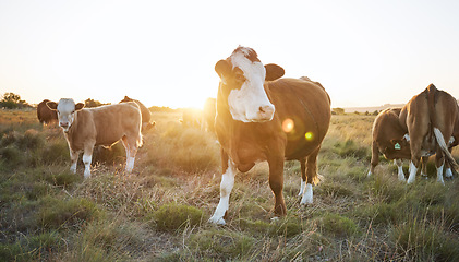 Image showing Agriculture, nature and herd of cows on a farm in countryside for eco friendly environment. Sustainable, animals and cattle for livestock meat, dairy or beef trade production industry in grass field.