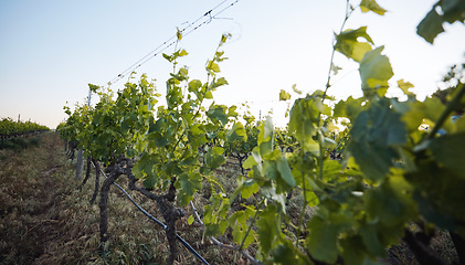 Image showing Agriculture, vineyard and closeup of leaves, sustainability and countryside, environment and harvest. Green, plants and crops with soil, land and eco friendly agro business, growth and nature