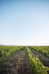 Image showing Agriculture, vineyard and plants, sustainability and countryside, environment and blue sky with mockup space. Green, leaves and crops with soil, land and eco friendly agro business, growth and nature