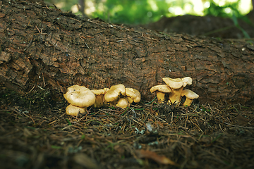 Image showing chanterelle mushroom in natural habitat