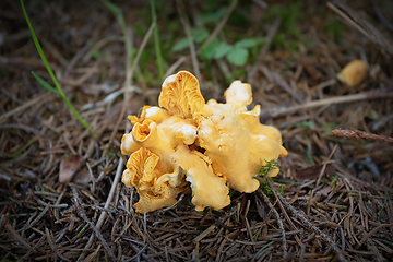 Image showing chanterelles in the woods