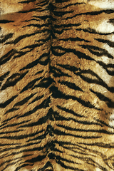 Image showing colorful tiger pelt
