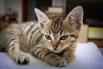 Image showing cute domestic kitten portrait