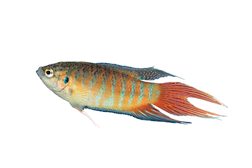 Image showing isolated Macropodus opercularis large male