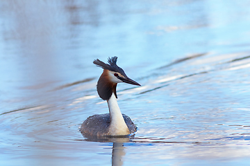 Image showing male great crested grebe on pond