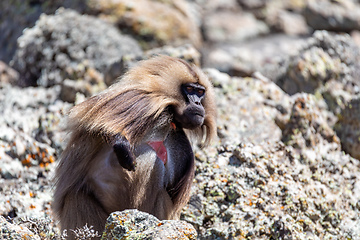 Image showing endemic Gelada in Simien mountain, Ethiopia