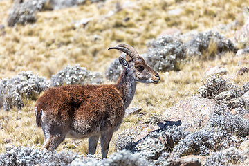 Image showing rare Walia ibex in Simien Mountains Ethiopia