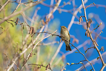 Image showing small song bird Willow Warbler, Europe wildlife