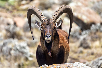 Image showing rare Walia ibex in Simien Mountains Ethiopia