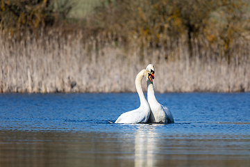 Image showing Wild bird mute swan in spring on pond