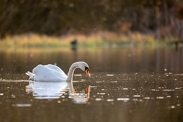 Image showing common big bird mute swan on evening pond