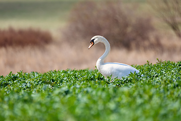 Image showing common big bird mute swan on green rape field