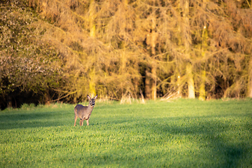 Image showing European roe deer near village europe wildlife