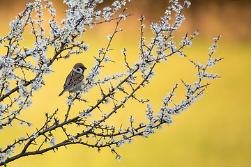 Image showing Eurasian tree sparrow in flowering tree