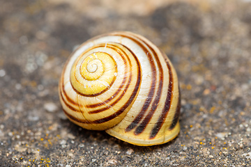 Image showing Empty abandoned conch snail shell.