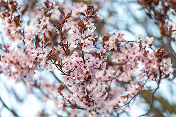 Image showing cherry blossom, sakura tree in spring