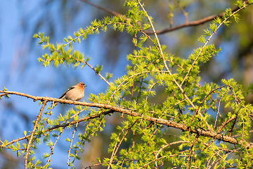 Image showing small beautiful bird, common chaffinch