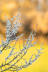 Image showing Eurasian tree sparrow in flowering tree