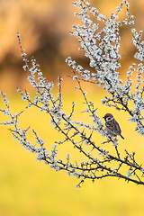 Image showing Eurasian tree sparrow in flowering tree