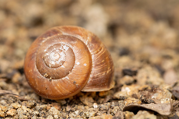 Image showing Empty abandoned conch snail shell.