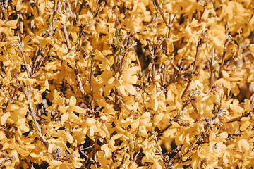 Image showing Blooming forthysia in spring.