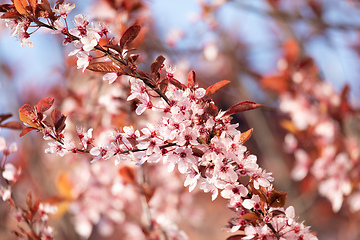 Image showing cherry blossom, sakura tree in spring