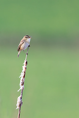 Image showing small song bird Sedge warbler, Europe wildlife