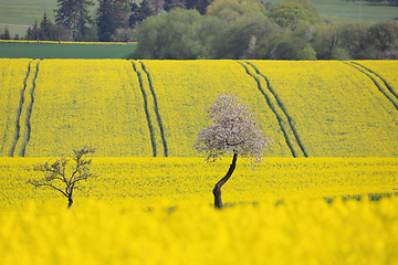 Image showing Beautiful rape field summer rural landscape