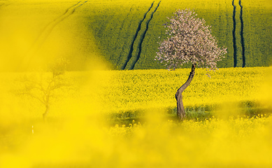 Image showing Beautiful rape field summer rural landscape