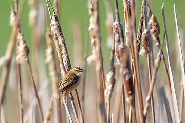 Image showing small song bird Sedge warbler, Europe wildlife