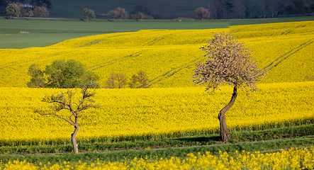 Image showing Beautiful rape field summer rural landscape